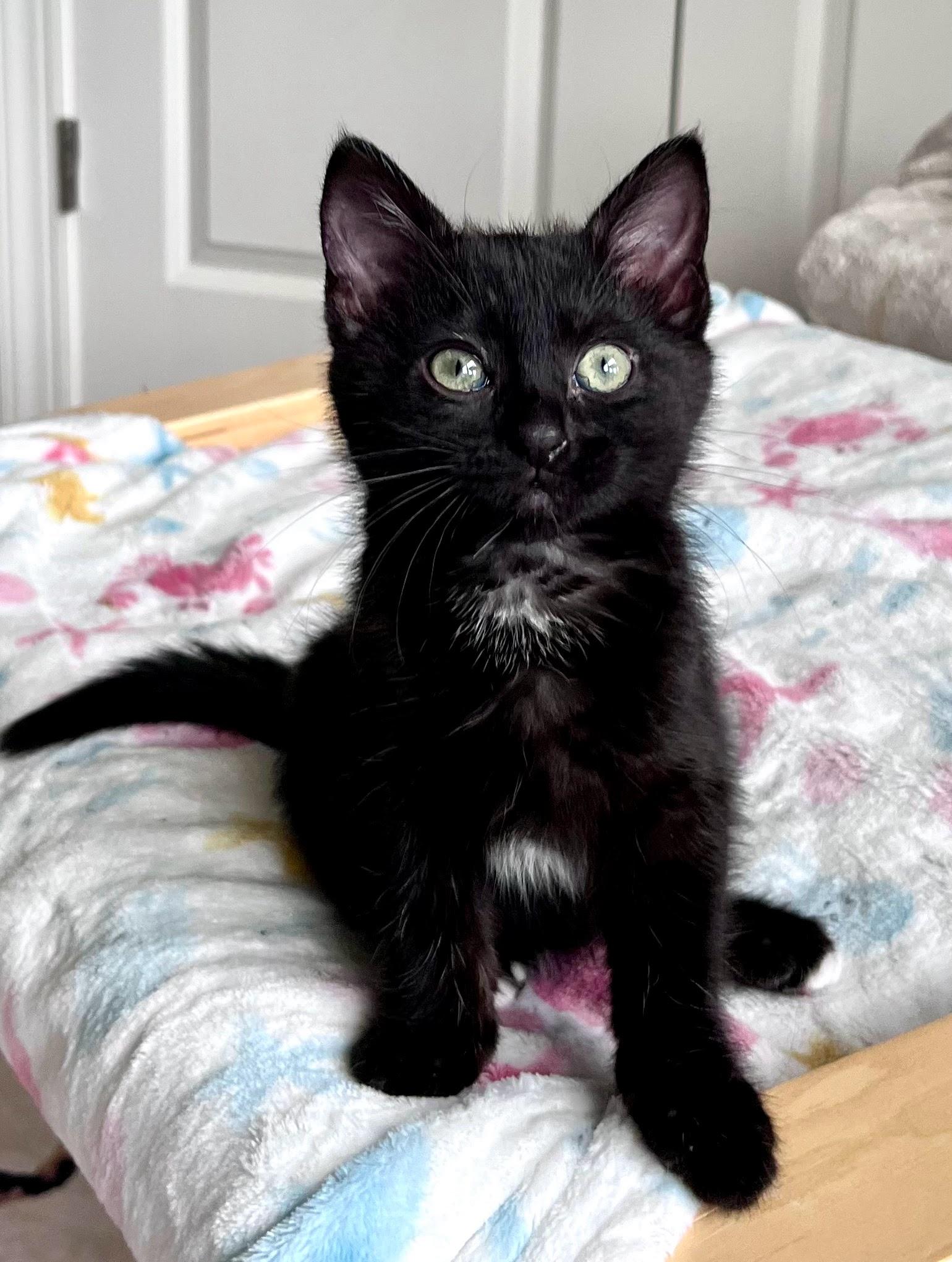 Zooey "Dash"anel, a Adoptable Domestic Short Hair in Charlotte, NC image 4/4