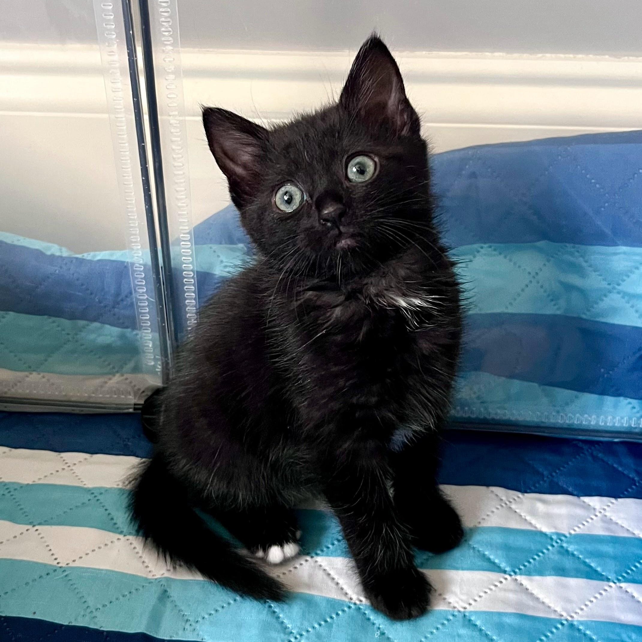 Zooey "Dash"anel, Adoptable, Kitten Female Domestic Short Hair.