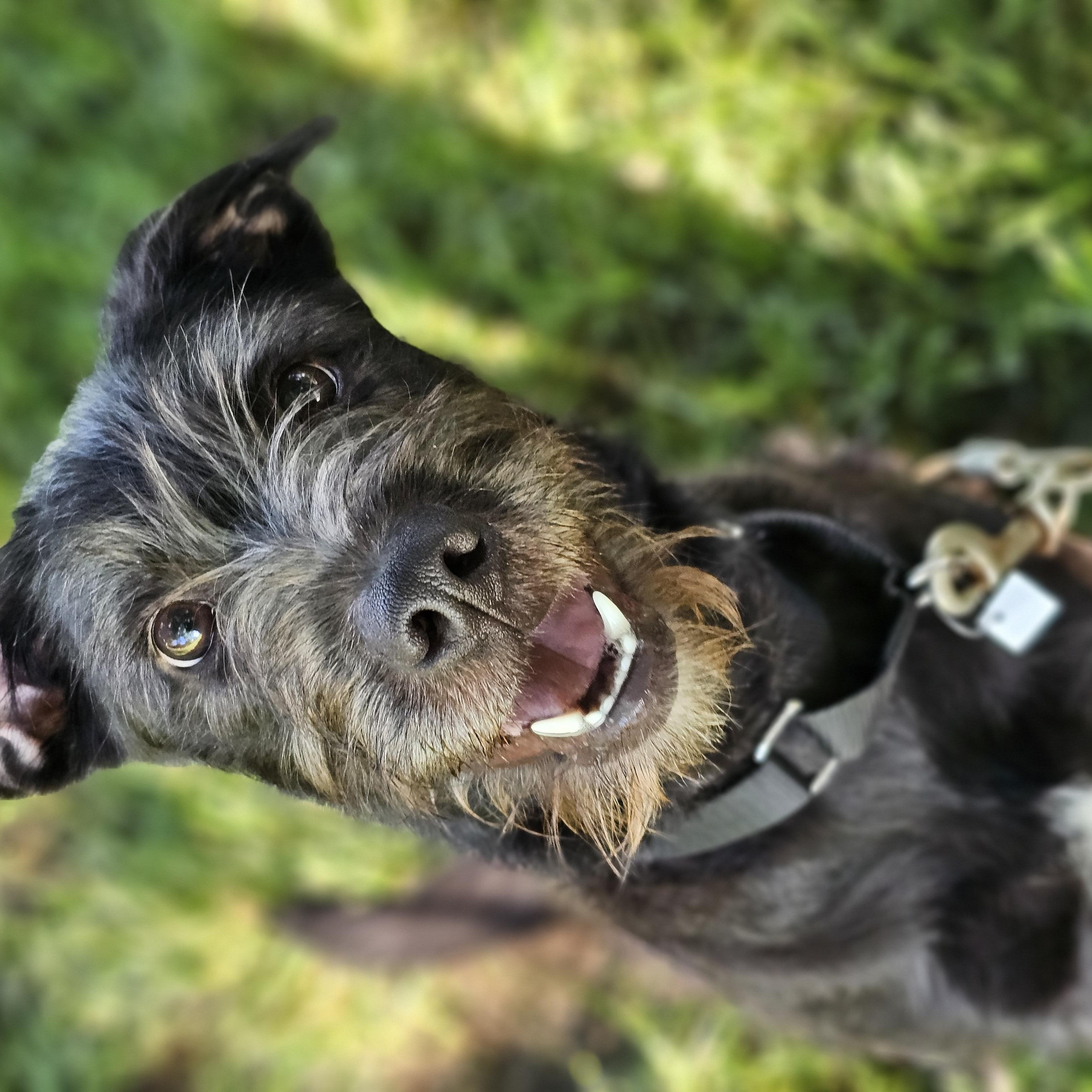 Nala so il, a Adoptable mixed breed in MURPHYSBORO , IL image 5/6