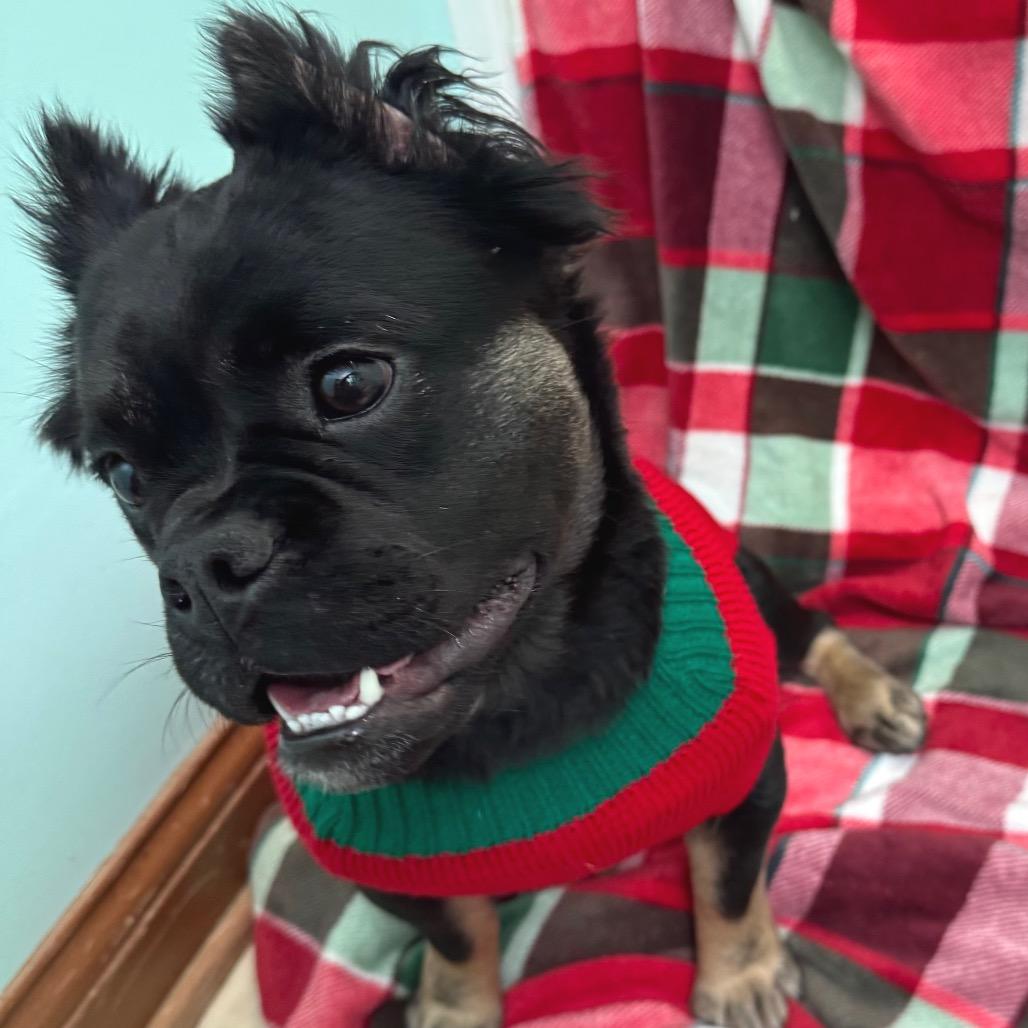 Enlarge Nami, a Adoptable mixed breed in Farmersville, OH image 5/6