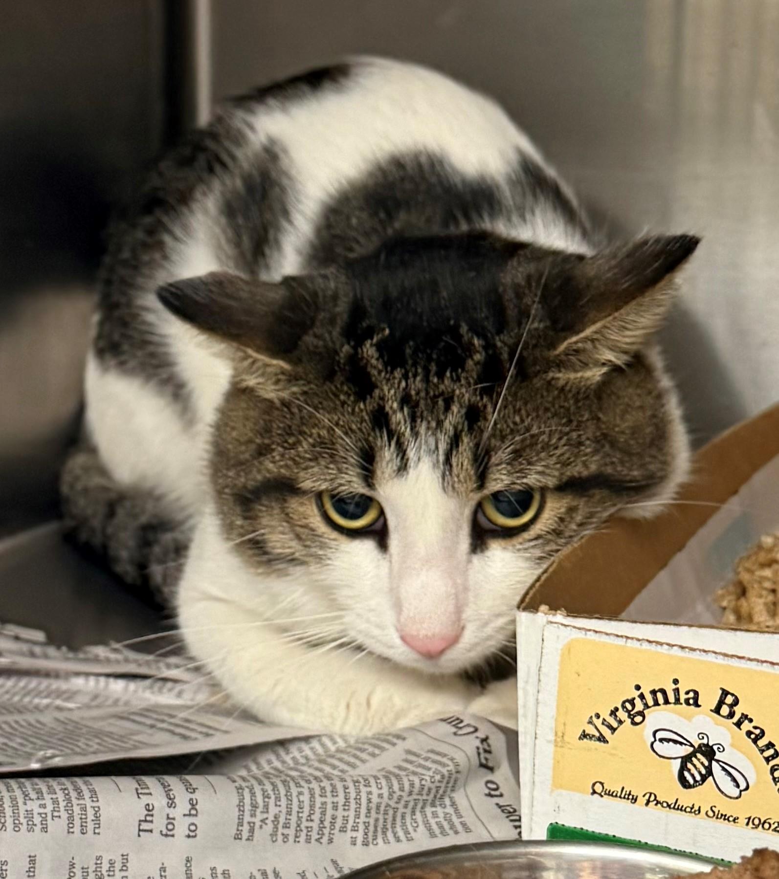 Knight, ADOPTABLE, Adult Male Domestic Short Hair.