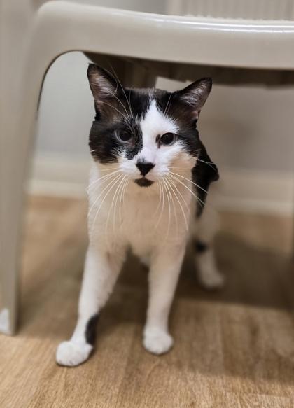 Jon Snow, ADOPTABLE, Adult Male Domestic Short Hair.