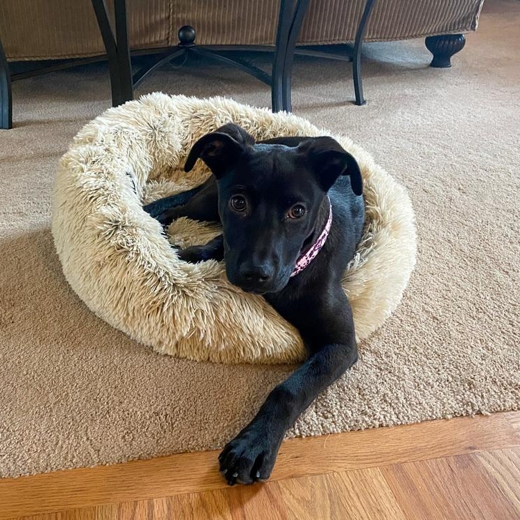 Enlarge Arya, a Adoptable mixed breed in Spokane, WA image 1/4