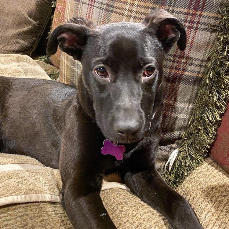 Arya, Adoptable, Puppy Female Labrador Retriever.