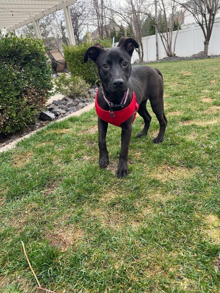 Enlarge Arya, a Adoptable mixed breed in Spokane, WA image 2/6