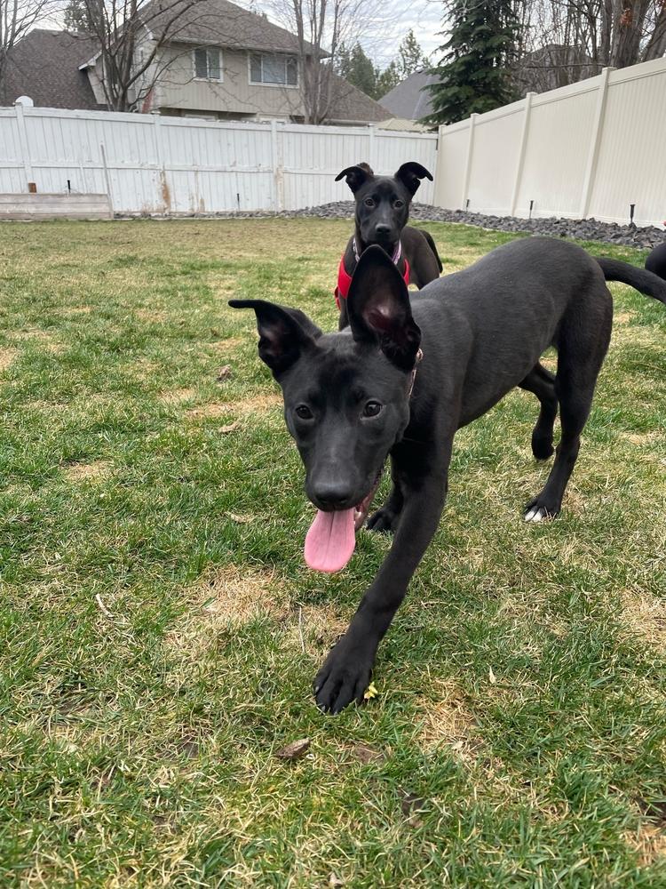 Enlarge Arya, a Adoptable mixed breed in Spokane, WA image 3/6