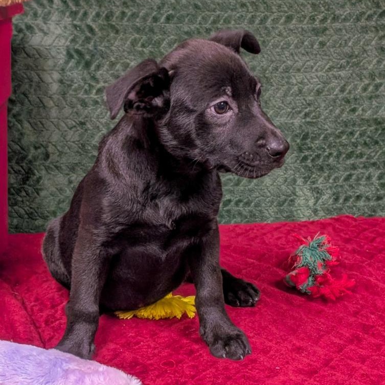 Enlarge Arya, a Adoptable mixed breed in Spokane, WA image 3/4