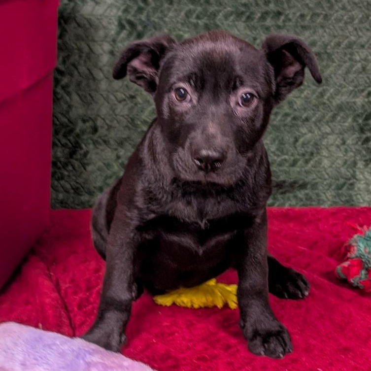 Enlarge Arya, a Adoptable mixed breed in Spokane, WA image 4/4