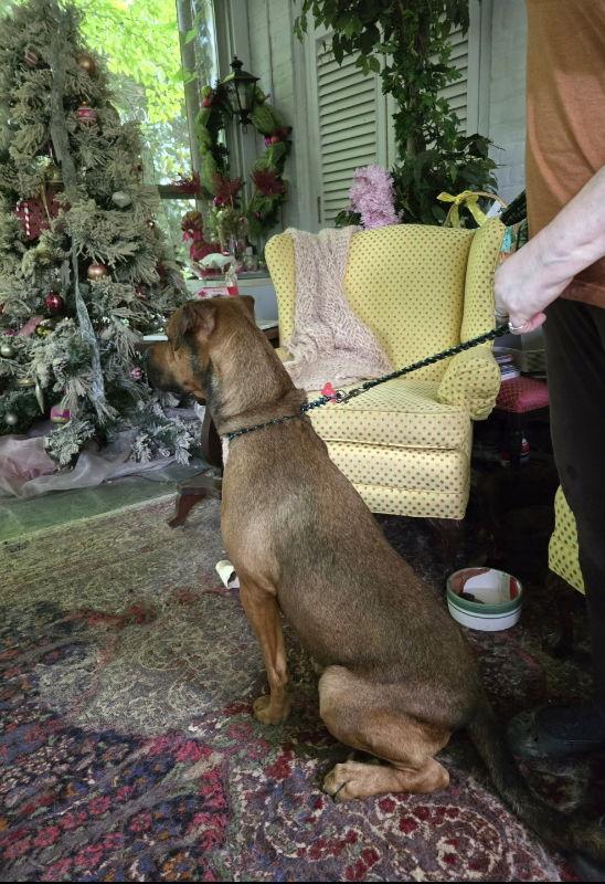 Barry, Adoptable, Young Male Boxer & Black Mouth Cur.