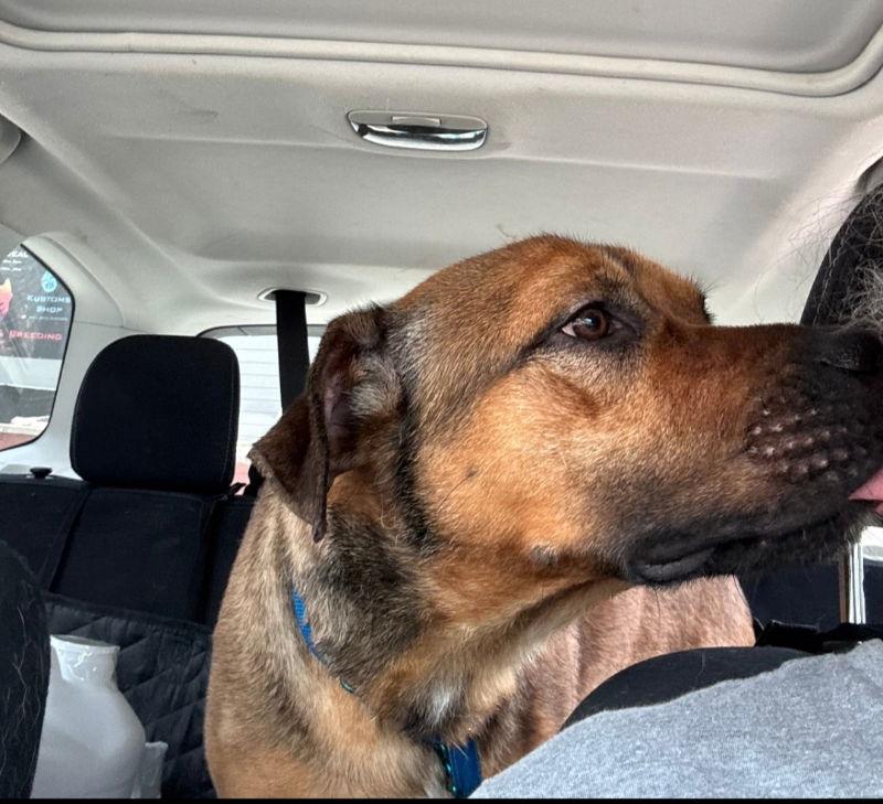 Barry, Adoptable, Young Male Black Mouth Cur & Boxer.