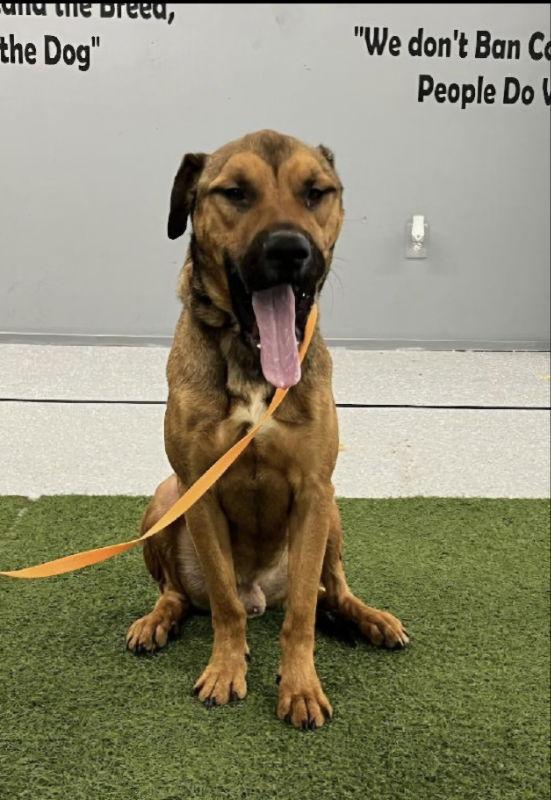 Barry, a Adoptable mixed breed in Winston Salem, NC image 2/3