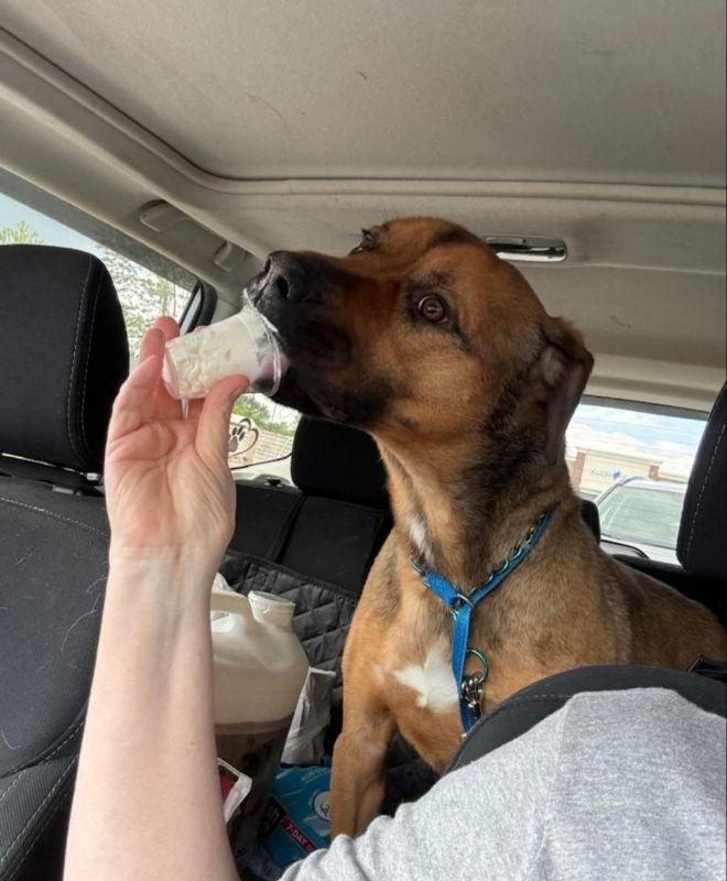 Barry, a Adoptable mixed breed in Winston Salem, NC image 3/3