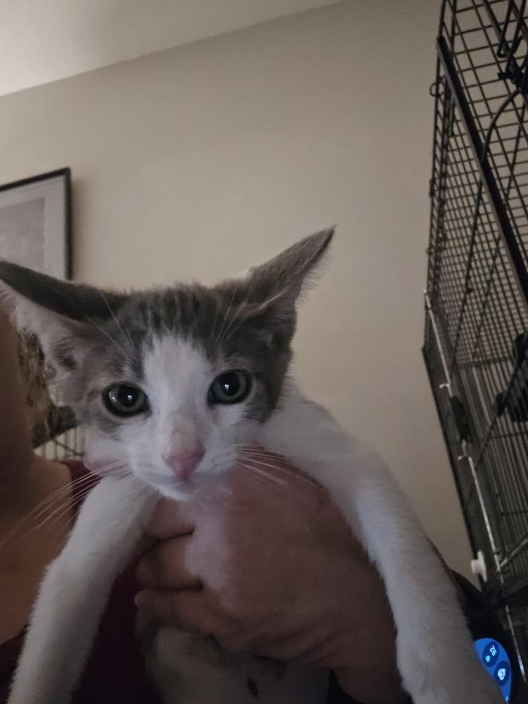 Enlarge Silver, a Adoptable Domestic Short Hair in Ruskin, FL image 1/1