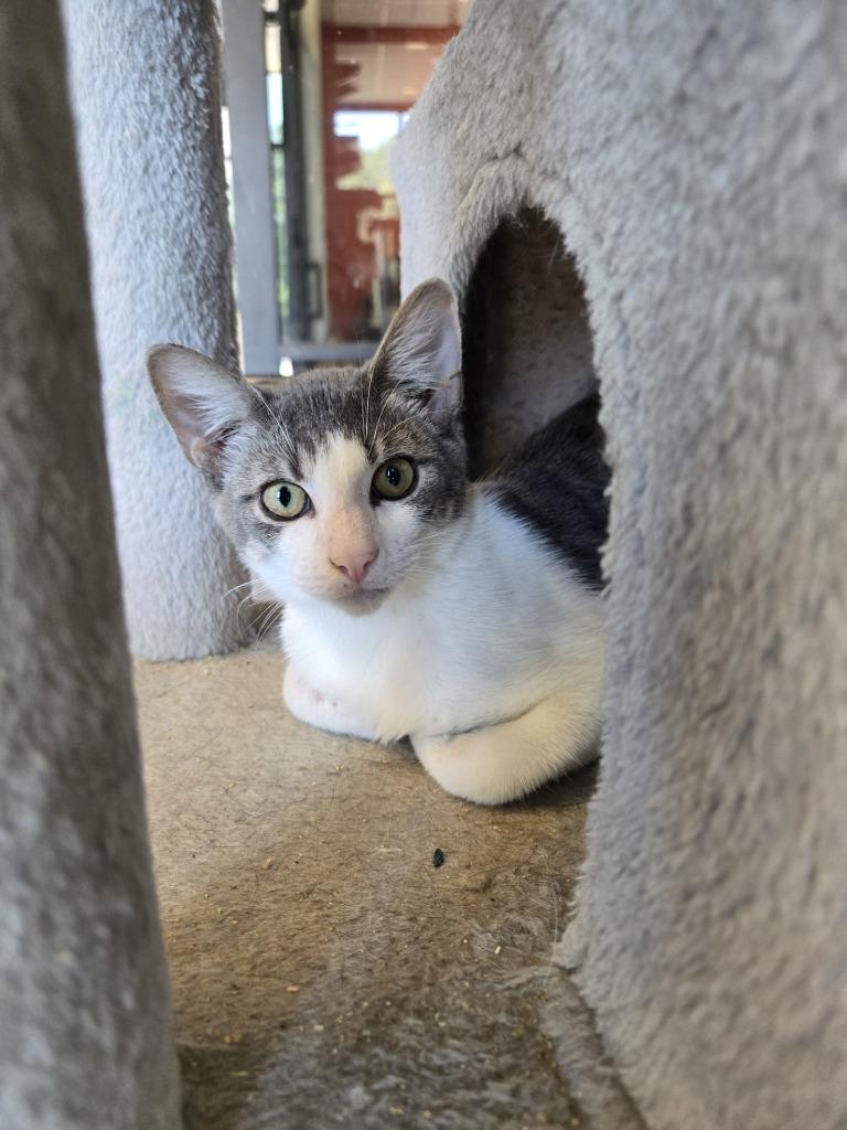 Enlarge Simon Says, a Adoptable American Shorthair in Ruston, LA image 1/4