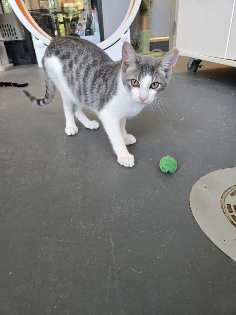 Enlarge Simon Says, a Adoptable American Shorthair in Ruston, LA image 2/4