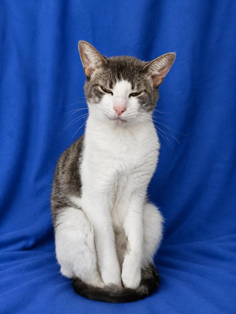 Enlarge Simon Says, a Adoptable American Shorthair in Ruston, LA image 1/1
