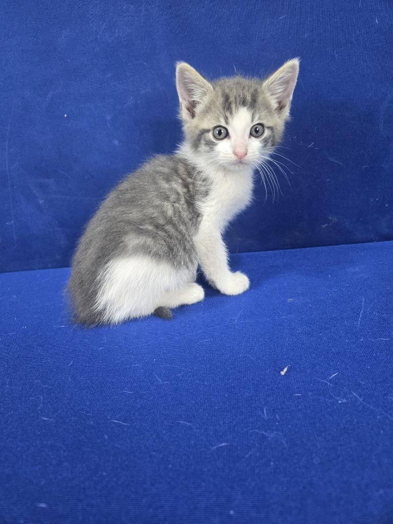 Simon Says, Adoptable, Young Male American Shorthair.