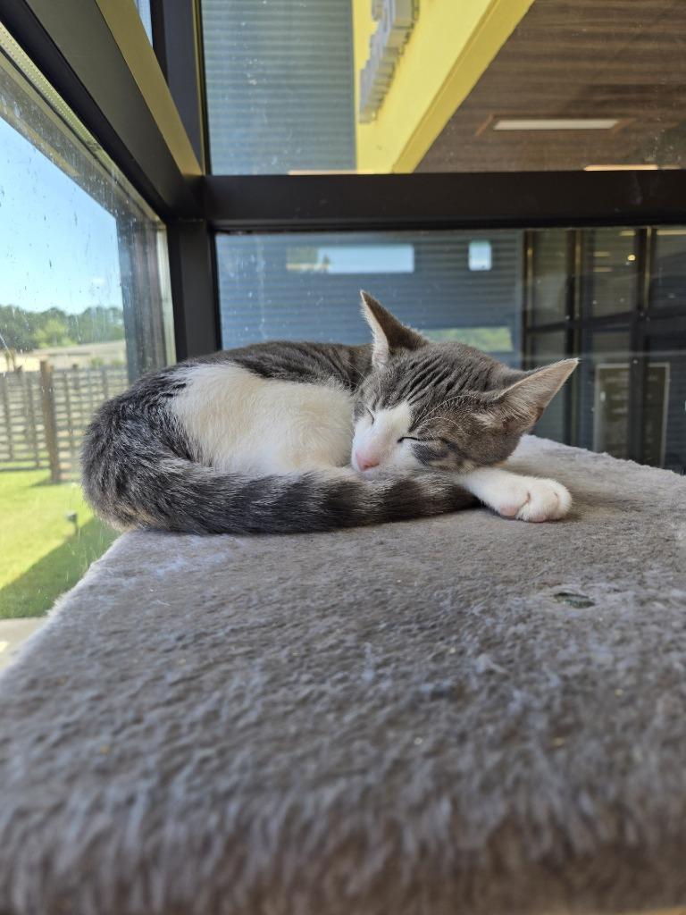 Enlarge Simon Says, a Adoptable American Shorthair in Ruston, LA image 3/4