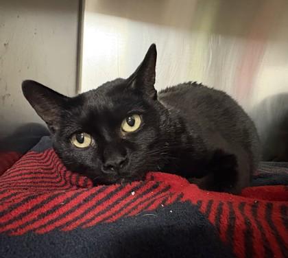 Enlarge Harley, a Adoptable Domestic Short Hair in Phoenix, AZ image 1/1