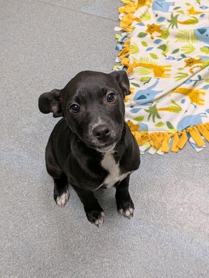 Enlarge Starling, a Adoptable mixed breed in Maumee, OH image 1/1