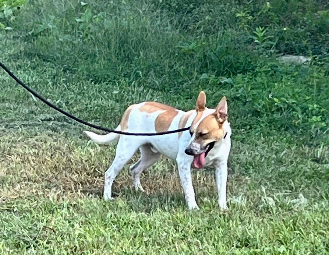 Waleska, a Adoptable Mixed Breed in Alpharetta, GA image 1/2