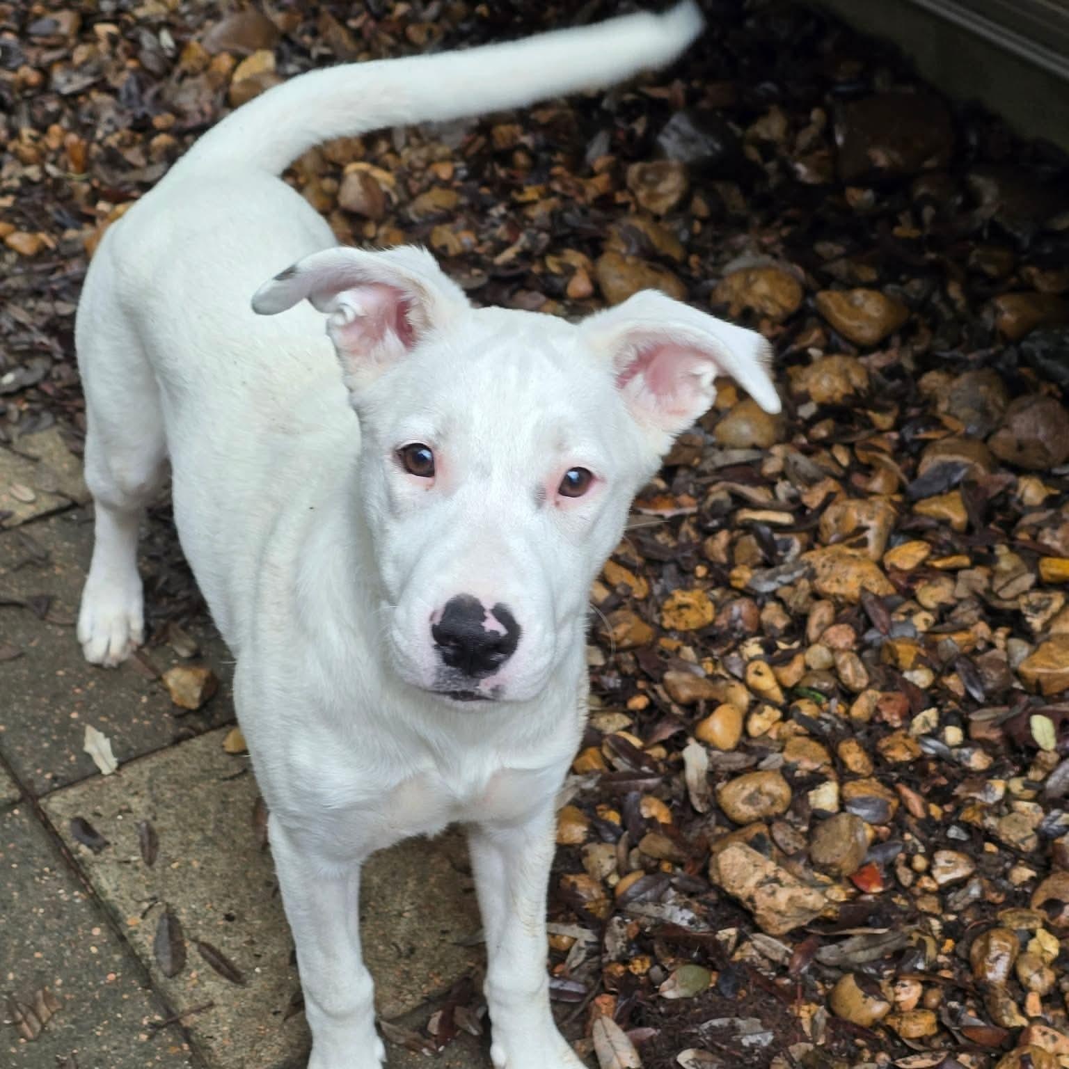 Willow, a Adoptable mixed breed in Newark, NJ image 2/6