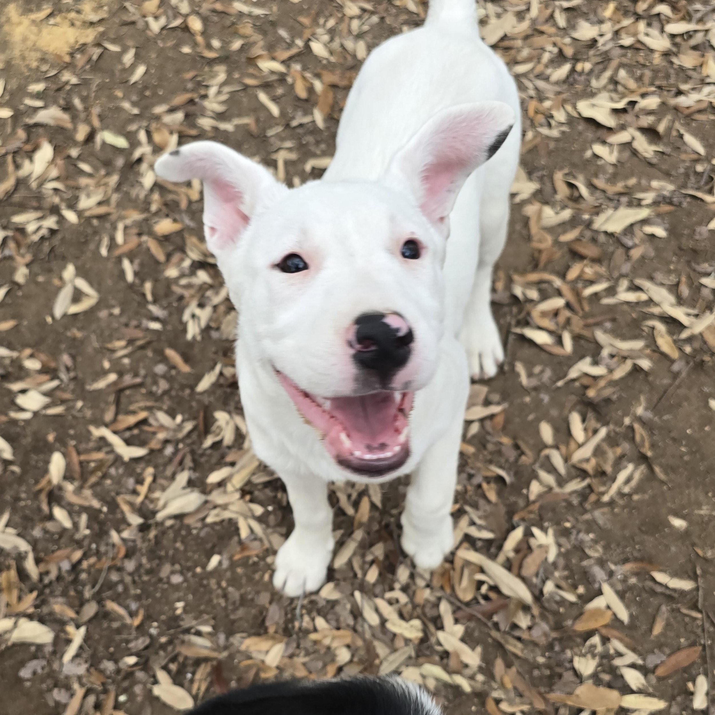 Willow, a Adoptable mixed breed in Newark, NJ image 3/6