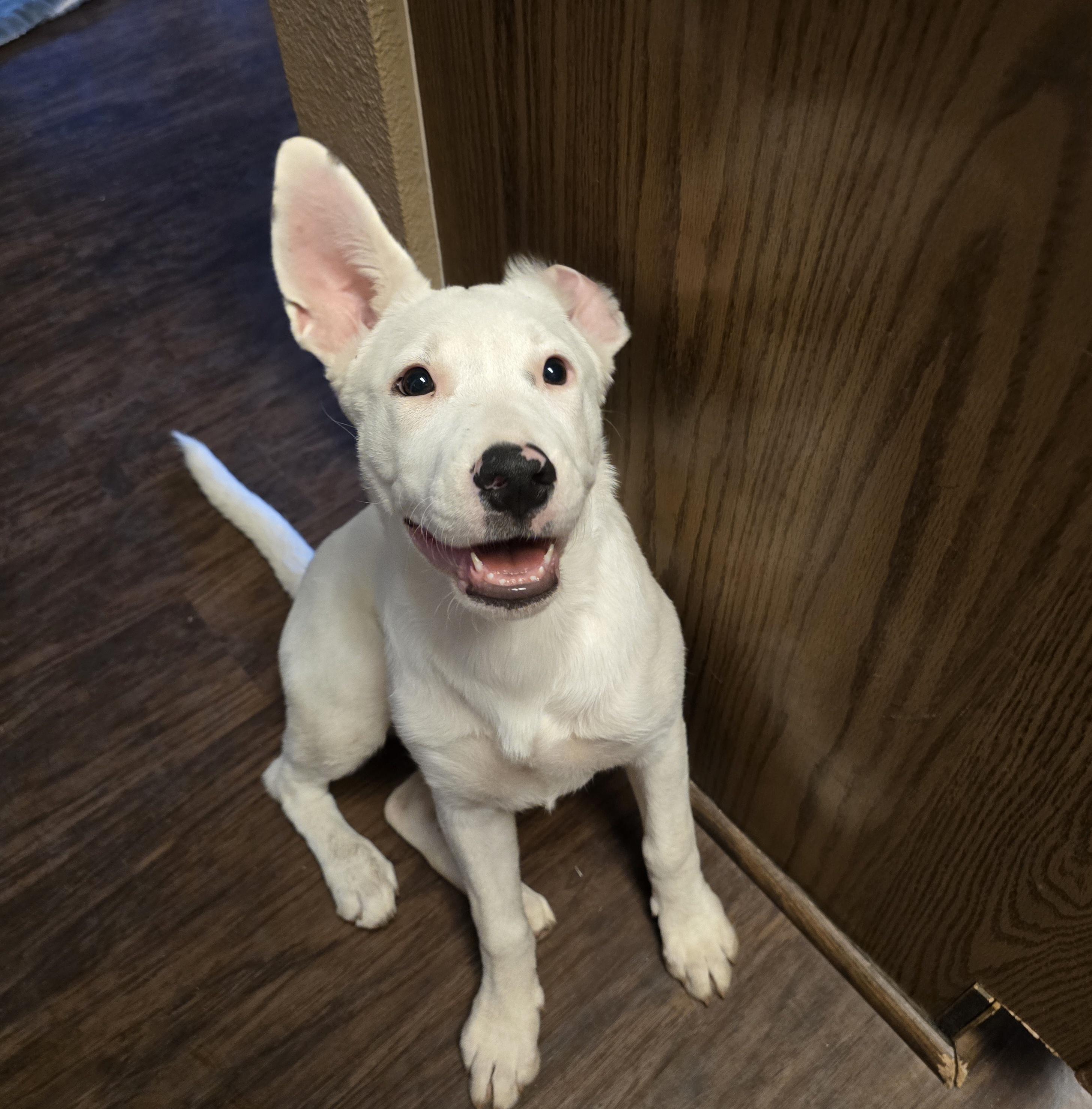 Willow, a Adoptable mixed breed in Newark, NJ image 4/6