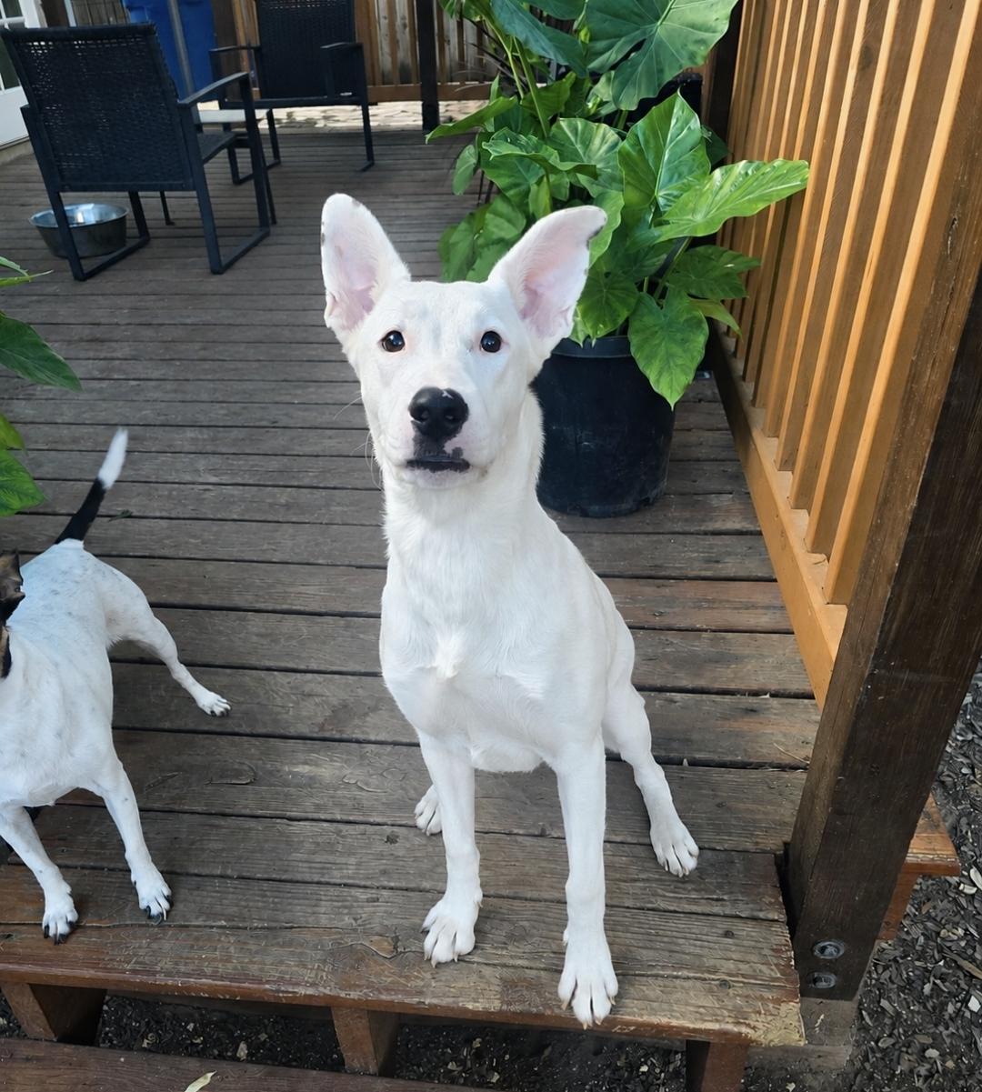 Willow, a Adoptable mixed breed in Newark, NJ image 6/6