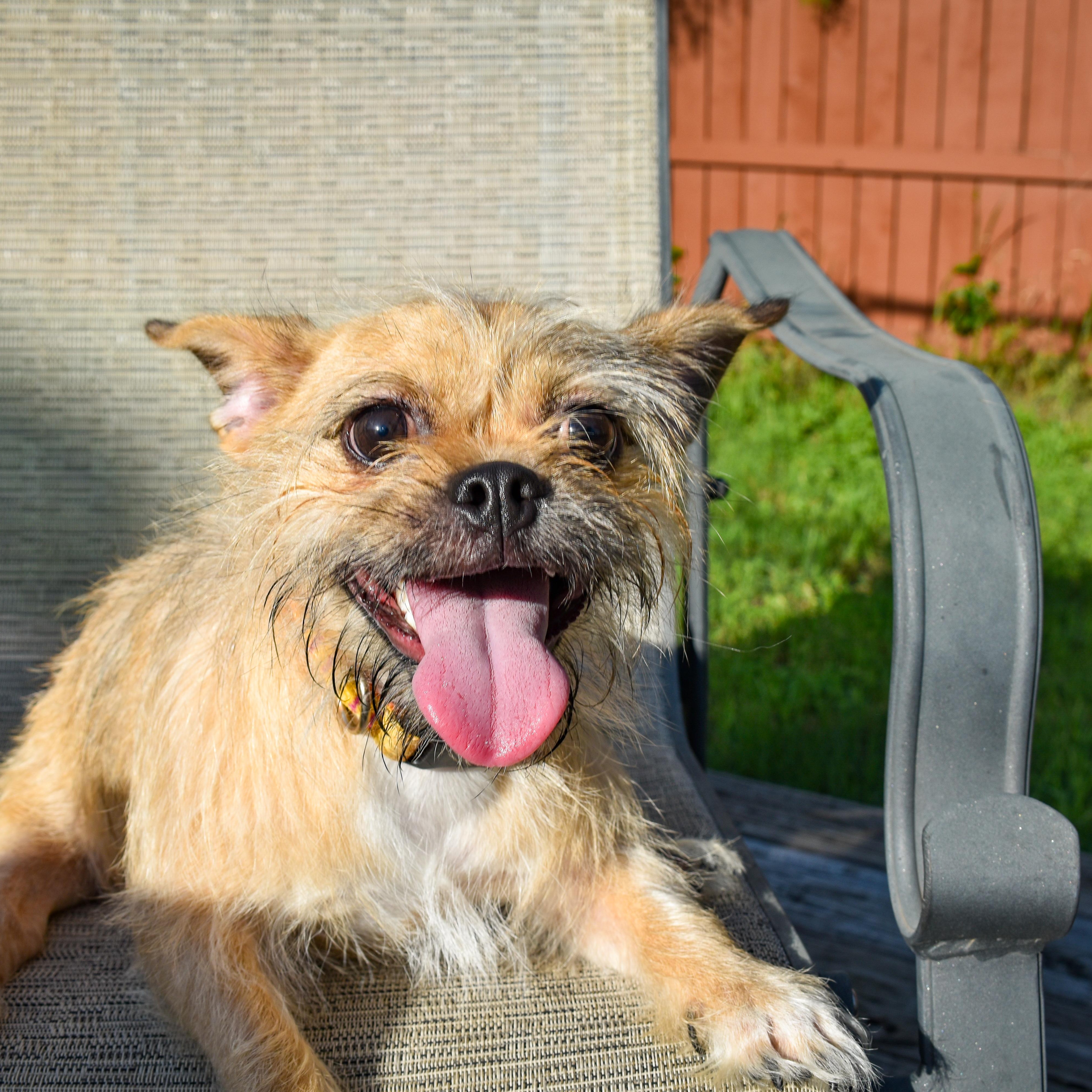 Quinn, a Adoptable mixed breed in Kirkville, NY image 5/5