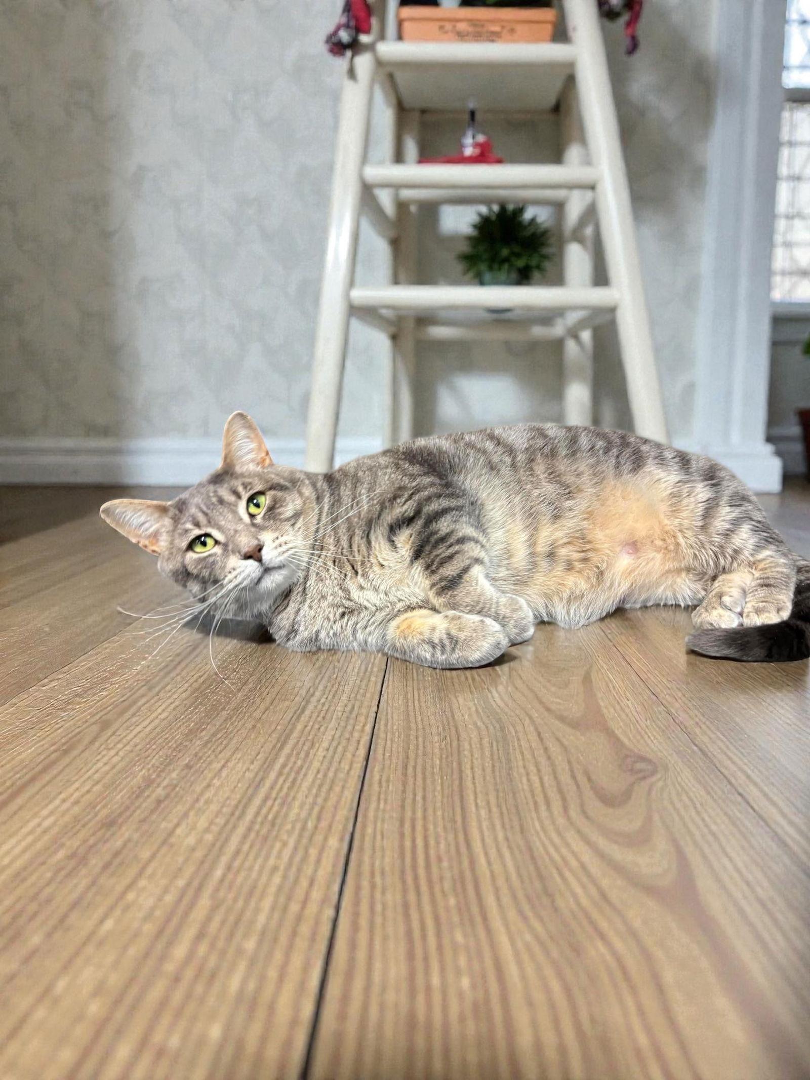 Monroe, Adoptable, Adult Male Domestic Short Hair.