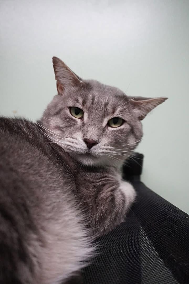 Monroe, a Adoptable Domestic Short Hair in Champaign, IL image 2/3