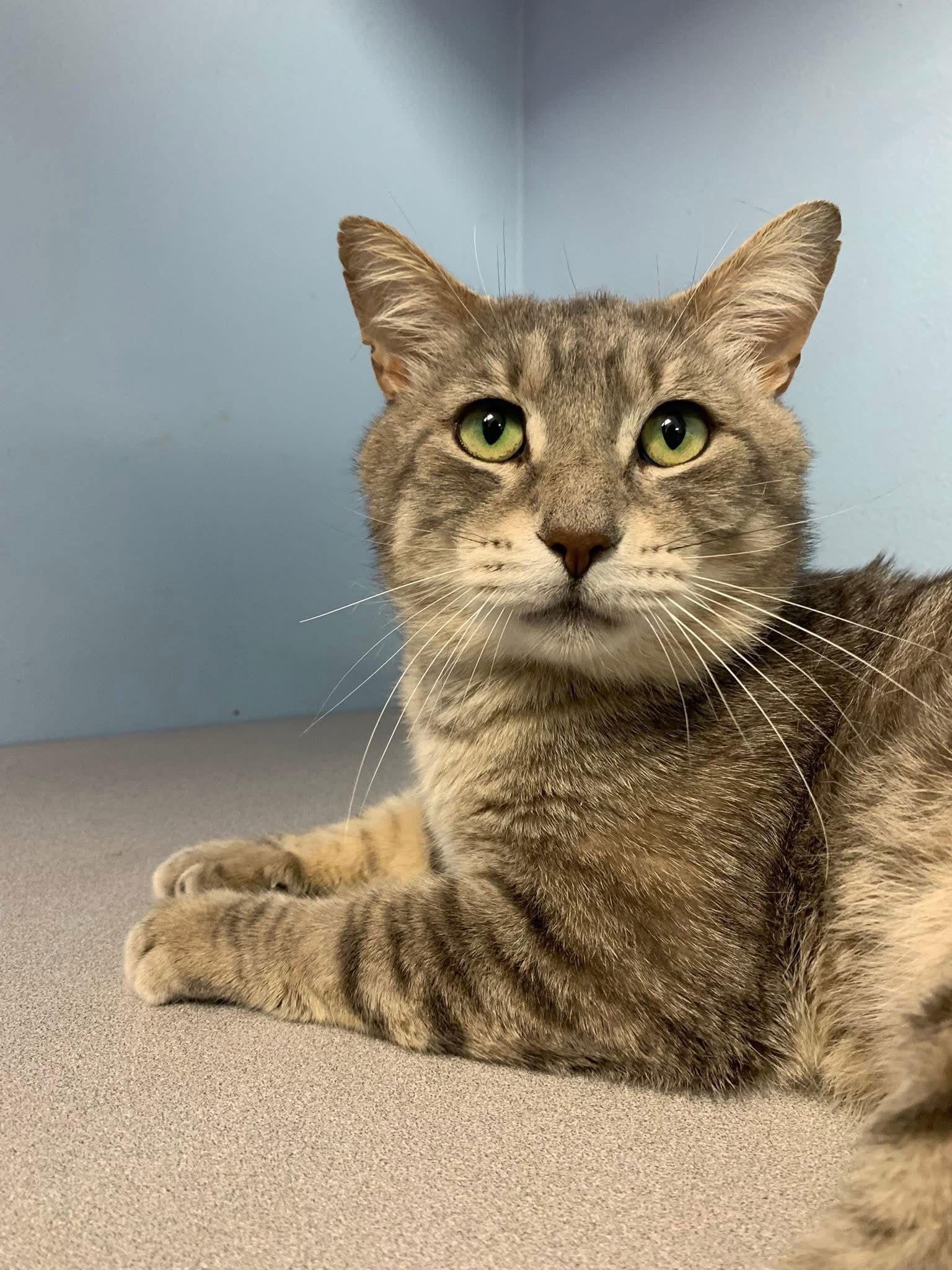 Monroe, a Adoptable Domestic Short Hair in Champaign, IL image 3/3
