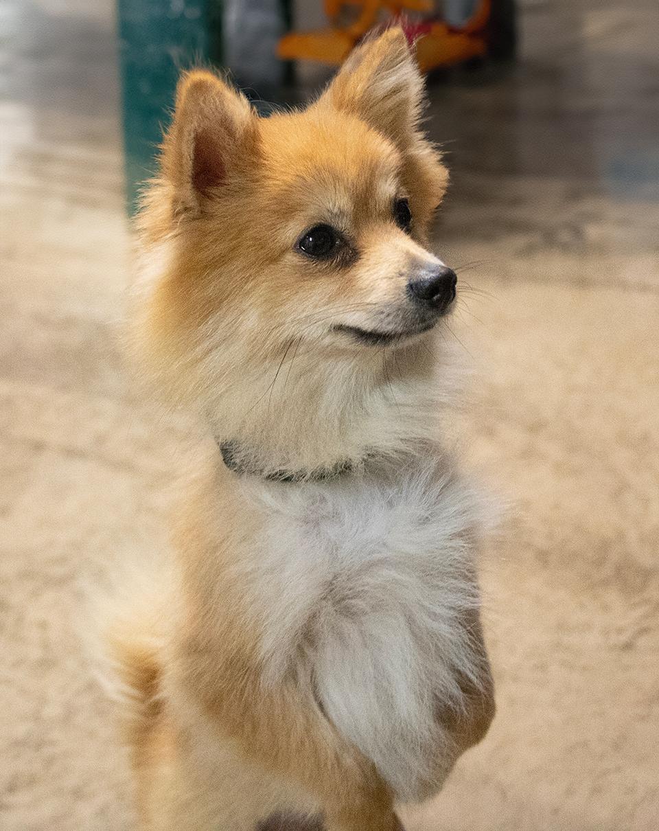 Cher, Adopted, Adult Female Pomeranian.