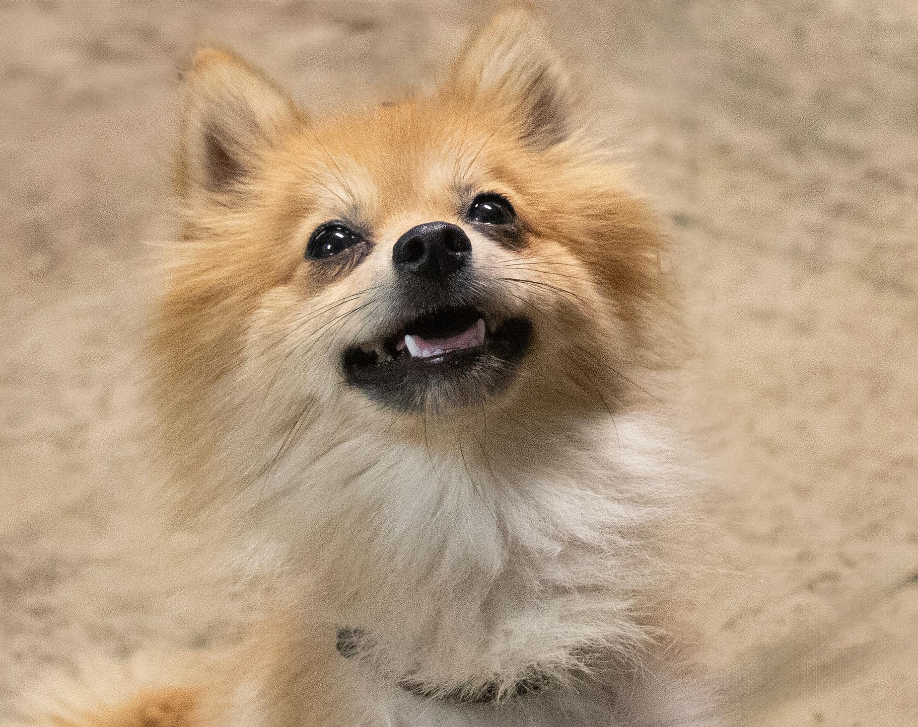 Enlarge Cher, a Adopted Pomeranian in Westfield, NY image 2/4
