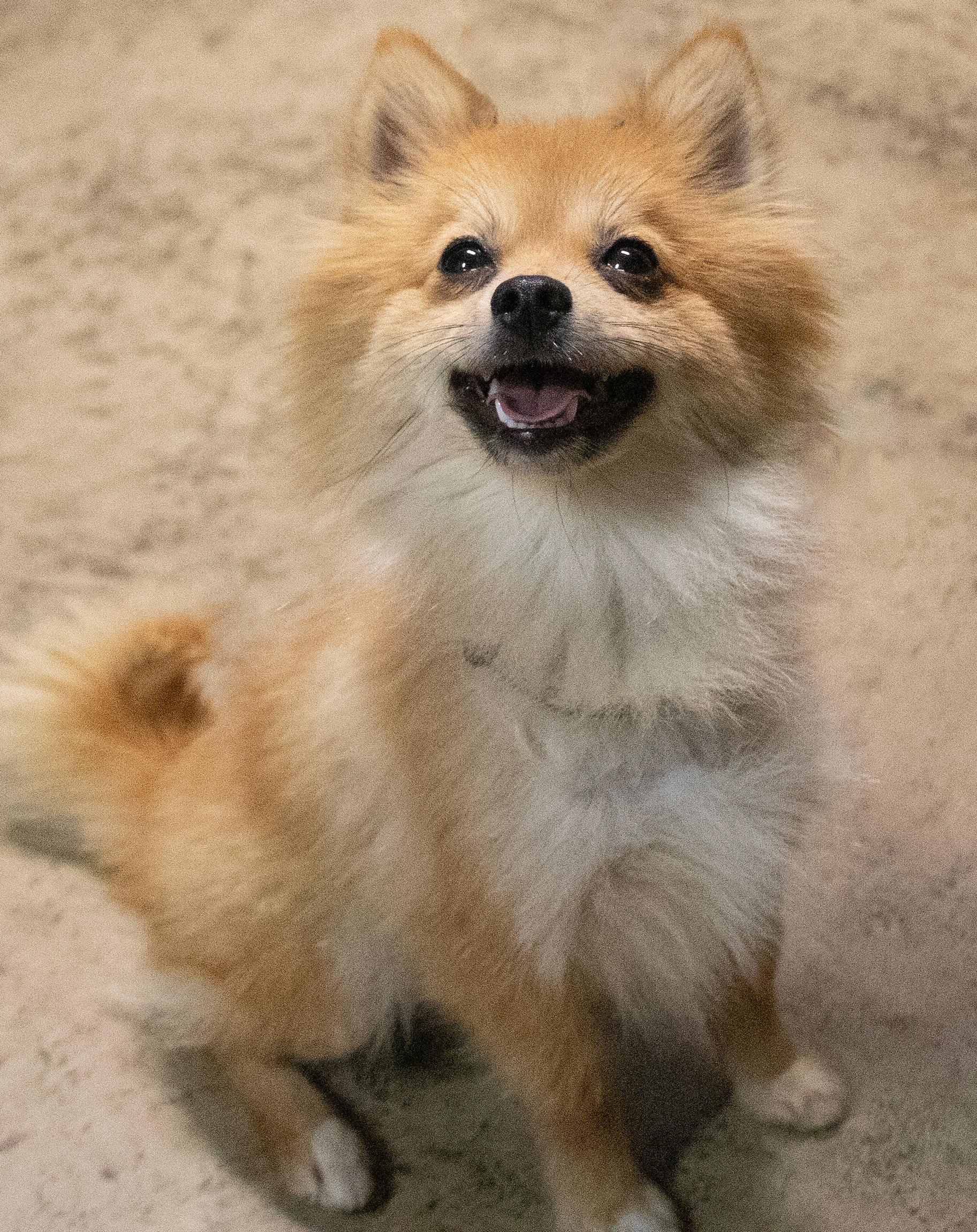 Enlarge Cher, a Adopted Pomeranian in Westfield, NY image 3/4
