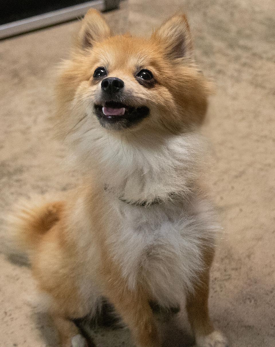 Enlarge Cher, a Adopted Pomeranian in Westfield, NY image 4/4