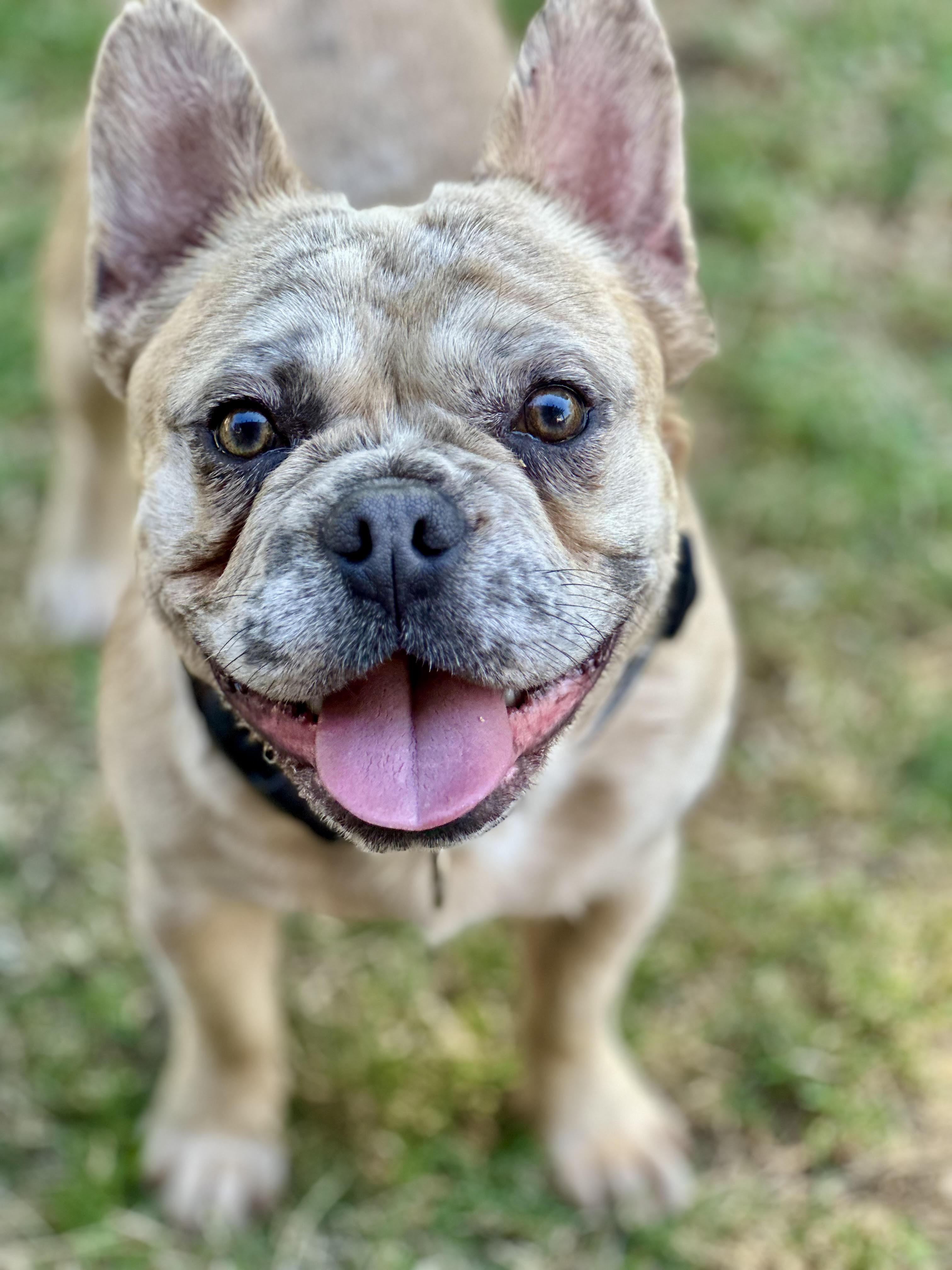 Enlarge Chad, a ADOPTABLE French Bulldog in Huntington Beach, CA image 1/6