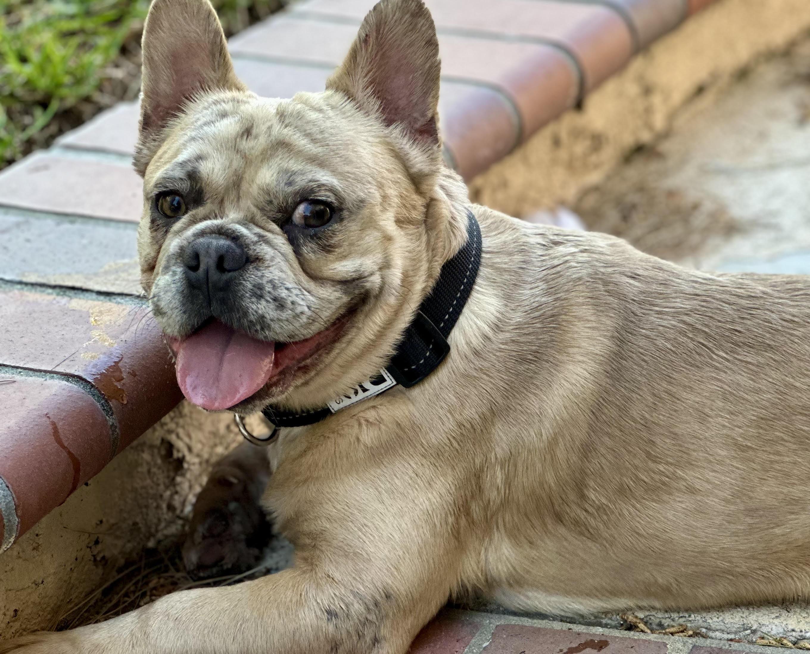 Enlarge Chad, a ADOPTABLE French Bulldog in Huntington Beach, CA image 3/6