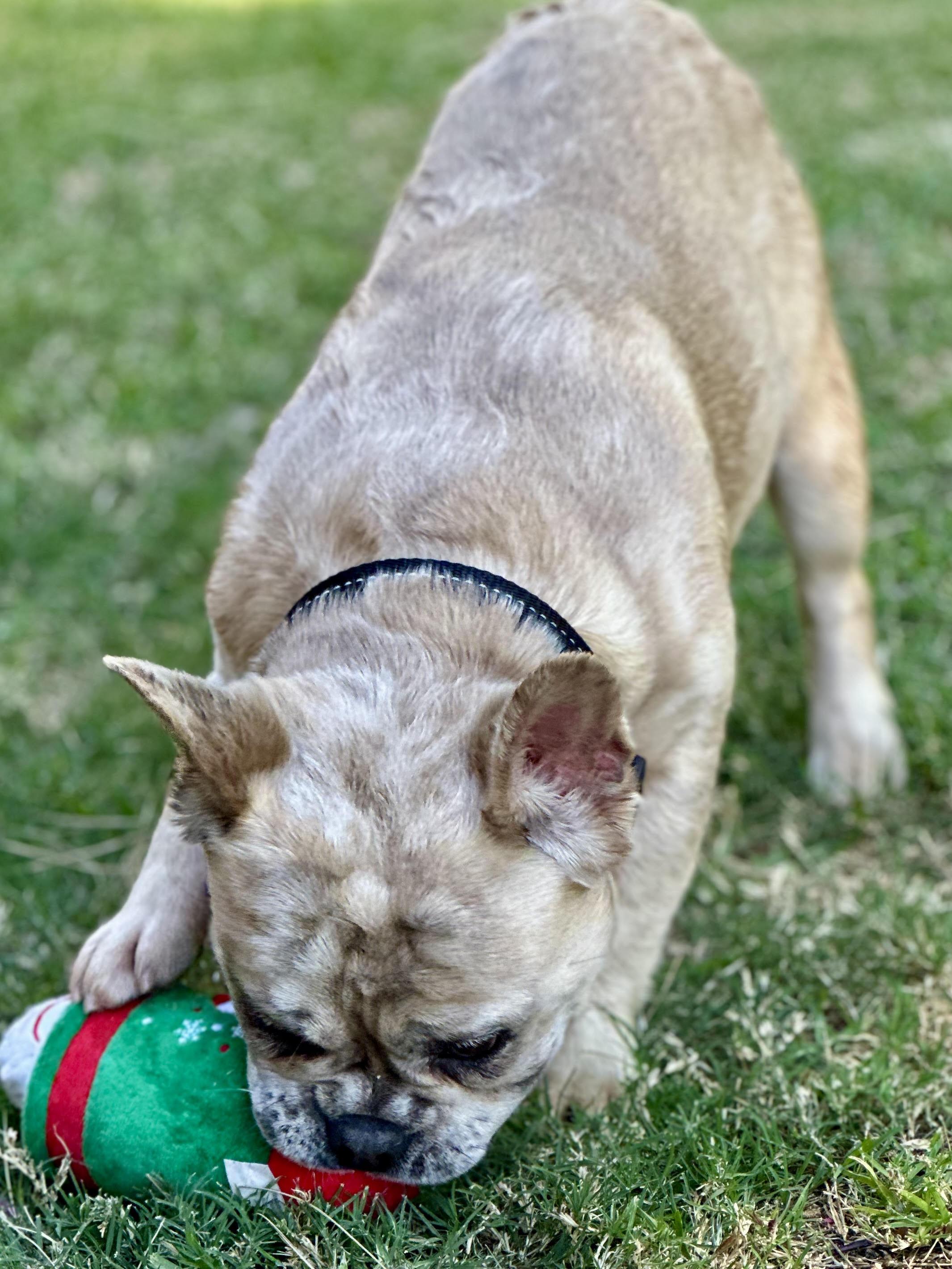 Enlarge Chad, a ADOPTABLE French Bulldog in Huntington Beach, CA image 2/6