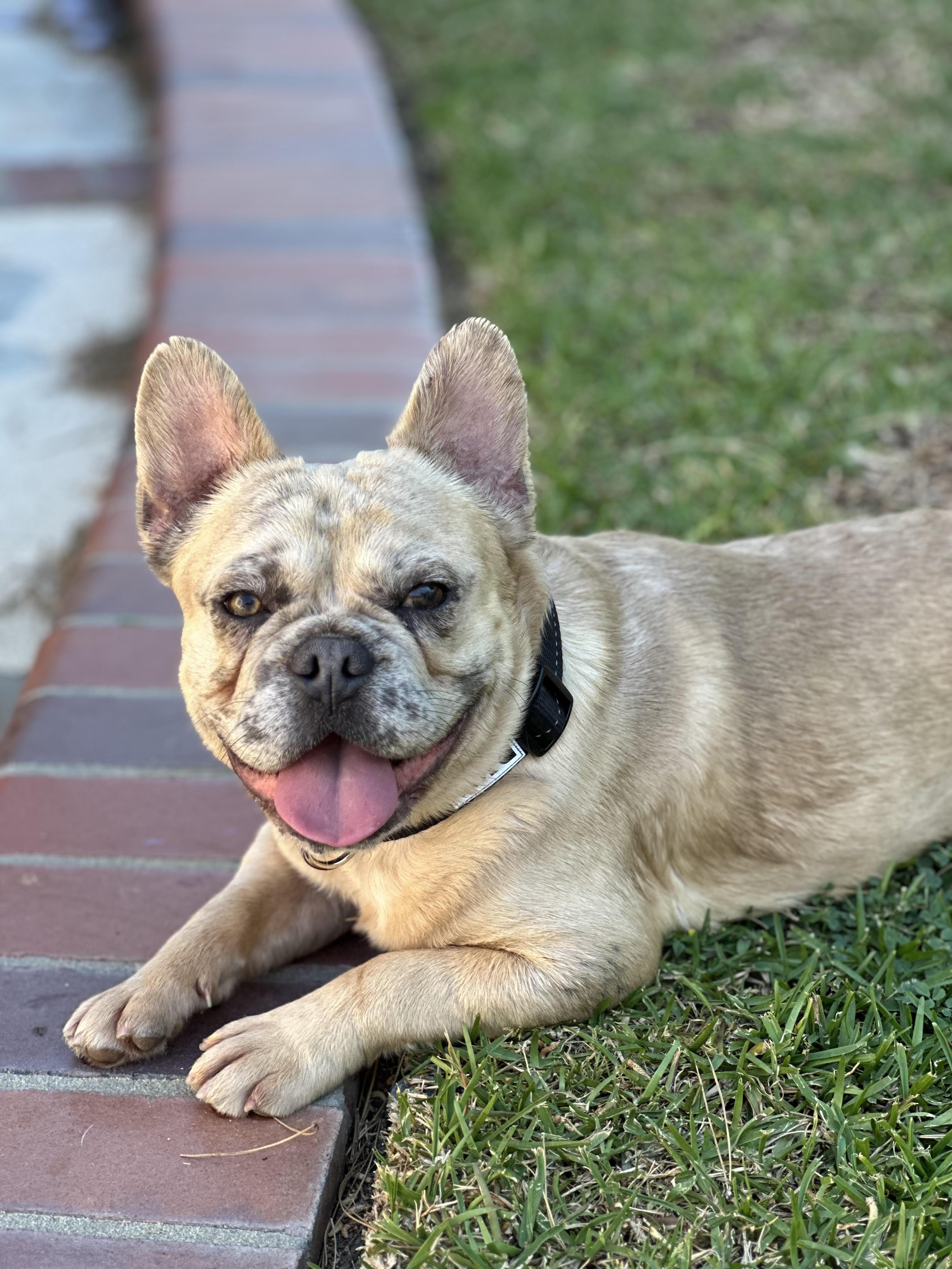 Enlarge Chad, a ADOPTABLE French Bulldog in Huntington Beach, CA image 5/6