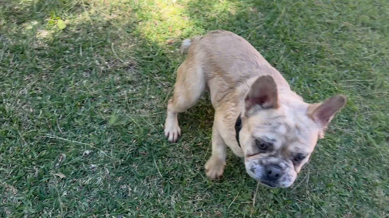 Enlarge Chad, a ADOPTABLE French Bulldog in Huntington Beach, CA video 6/6