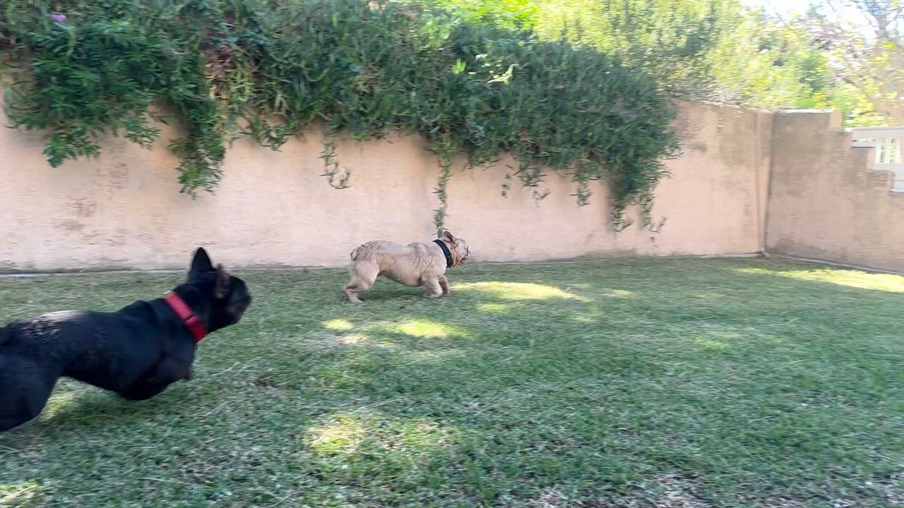 Enlarge Chad, a ADOPTABLE French Bulldog in Huntington Beach, CA video 4/6