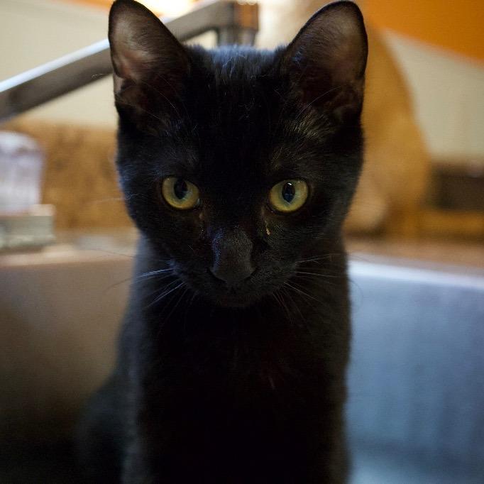 Enlarge Wolfman, a Adoptable American Shorthair in Fulton, TX image 1/3
