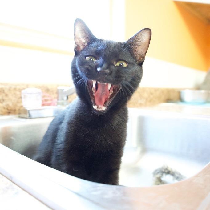 Enlarge Wolfman, a Adoptable American Shorthair in Fulton, TX image 2/3