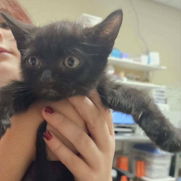 Enlarge Wolfman, a Adoptable American Shorthair in Fulton, TX image 3/3
