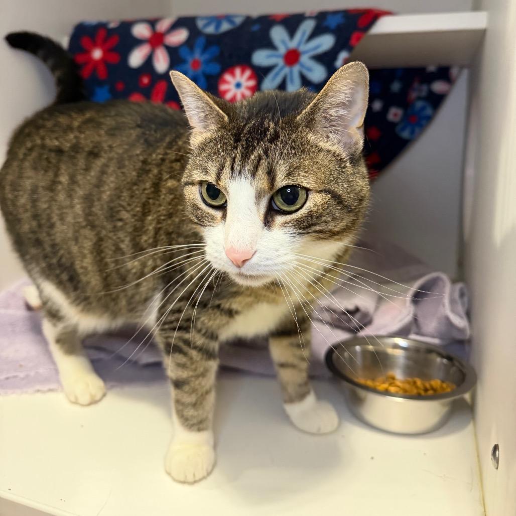 Rajah, Adoptable, Senior Female Domestic Short Hair.