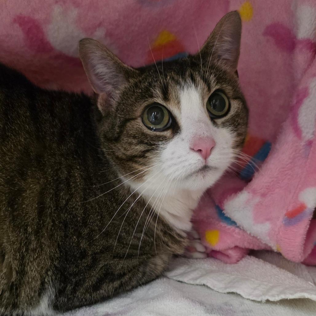 Rajah, Adoptable, Senior Female Domestic Short Hair.