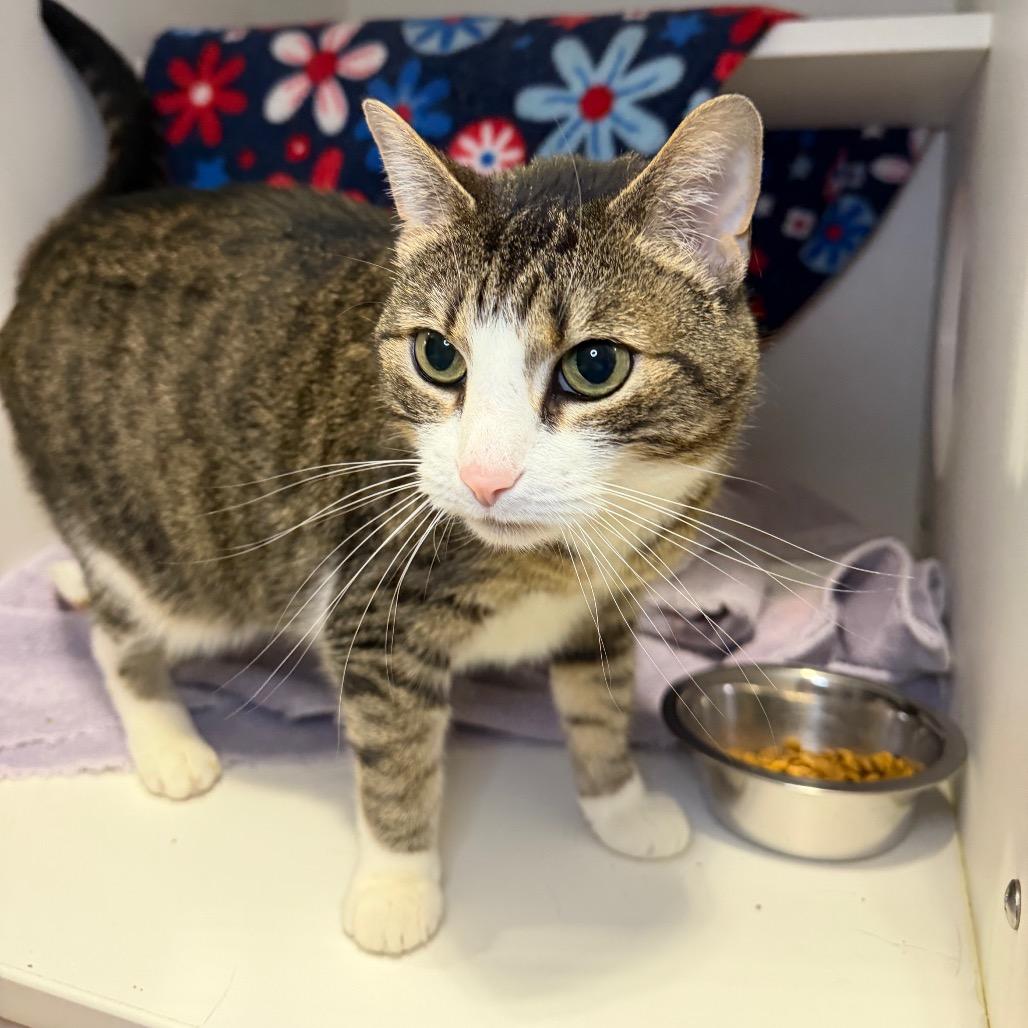 Enlarge Rajah, a Adoptable Domestic Short Hair in Council Bluffs, IA image 3/4
