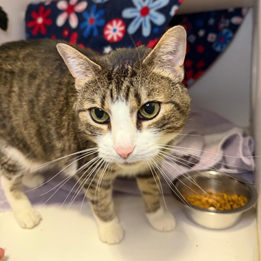 Enlarge Rajah, a Adoptable Domestic Short Hair in Council Bluffs, IA image 4/4